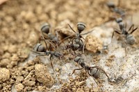Group of ant insects working together on sandy ground. Original public domain image from Wikimedia Commons