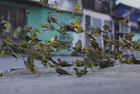 Fich birds on street. Original public domain image from Wikimedia Commons