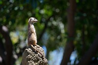 Meerkat looking ahead while on top of a rocky structure. Original public domain image from <a href="https://commons.wikimedia.org/wiki/File:Meerkat_on_rock_(Unsplash).jpg" target="_blank" rel="noopener noreferrer nofollow">Wikimedia Commons</a>