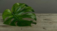 Single green leaf on a wooden table. Original public domain image from <a href="https://commons.wikimedia.org/wiki/File:Studio_shoot_with_flowers_(Unsplash).jpg" target="_blank" rel="noopener noreferrer nofollow">Wikimedia Commons</a>