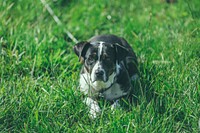 Black and white dog with ears flapping down staring at camera lying down on tall grass. Original public domain image from <a href="https://commons.wikimedia.org/wiki/File:Tank_(Unsplash).jpg" target="_blank" rel="noopener noreferrer nofollow">Wikimedia Commons</a>