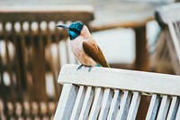 Bird with blue head and brown feathers perched on a park bench. Original public domain image from <a href="https://commons.wikimedia.org/wiki/File:Blue_headed_bird_(Unsplash).jpg" target="_blank" rel="noopener noreferrer nofollow">Wikimedia Commons</a>