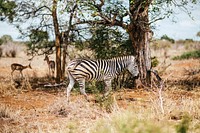 Zebra is standing at the field. Original public domain image from <a href="https://commons.wikimedia.org/wiki/File:South_Africa_(Unsplash_acCtyuUflUg).jpg" target="_blank">Wikimedia Commons</a>