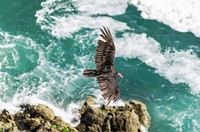 Hawk is flying above coast view. Original public domain image from <a href="https://commons.wikimedia.org/wiki/File:Libertad_(Unsplash).jpg" target="_blank">Wikimedia Commons</a>