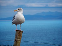 Seagull is standing at Dingle Peninsula, Ireland. Original public domain image from Wikimedia Commons