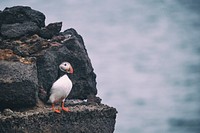 Puffin is standing on the rock. Original public domain image from <a href="https://commons.wikimedia.org/wiki/File:Vestmannaeyjar,_Iceland_(Unsplash_OagAyc1Eh10).jpg" target="_blank">Wikimedia Commons</a>
