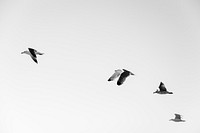 Group of seagull are flying in the sky. Original public domain image from Wikimedia Commons