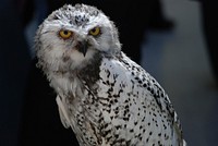 Big white owl staring at something. Original public domain image from <a href="https://commons.wikimedia.org/wiki/File:John_2016_(Unsplash).jpg" target="_blank">Wikimedia Commons</a>
