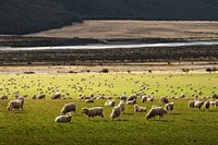 A field of dozens of sheep grazing and walking around on green grass beside a highway curring through a desert plain and a dark forest. Original public domain image from <a href="https://commons.wikimedia.org/wiki/File:Sheep_grazing_(Unsplash).jpg" target="_blank" rel="noopener noreferrer nofollow">Wikimedia Commons</a>