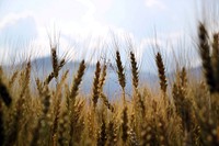Wheat field, nature background. Original public domain image from <a href="https://commons.wikimedia.org/wiki/File:Rural_Agriculture_(Unsplash).jpg" target="_blank">Wikimedia Commons</a>