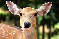 Portrait of a wild young deer in the woods. Original public domain image from Wikimedia Commons