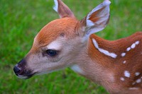 Close up shot of cute baby deer's head. Original public domain image from Wikimedia Commons