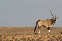 Desert deer with long horns alone in a desolate landscape. Original public domain image from Wikimedia Commons