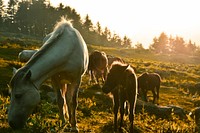 Adult horses and ponies grazing on a rocky slope in direct sunlight. Original public domain image from Wikimedia Commons