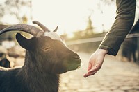 A black and white goat feeding from a person's hand. Original public domain image from <a href="https://commons.wikimedia.org/wiki/File:Black_and_white_goat_(Unsplash).jpg" target="_blank" rel="noopener noreferrer nofollow">Wikimedia Commons</a>