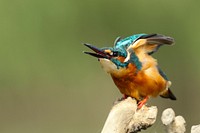 A kingfisher bird with its beak open about to take flight perched on the edge of a branch. Original public domain image from Wikimedia Commons