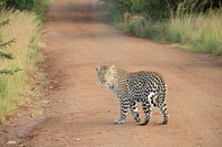 A leopard looking back while walking on dirt road. Original public domain image from <a href="https://commons.wikimedia.org/wiki/File:Panthera_pardus_(passant_regardant).jpg" target="_blank">Wikimedia Commons</a>