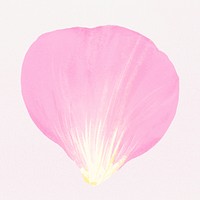 Pink flower petal illustration psd