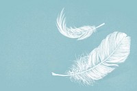 White feather vector graphic in blue background