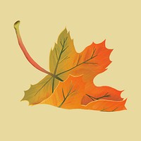 Hand drawn maple element psd autumn leaf