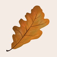 Hand drawn oak element psd fall leaf