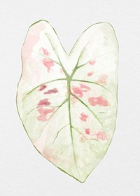 Plant leaf element psd Caladium