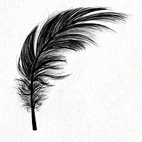 Black bird feather element vector 