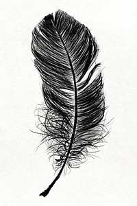 Black bird feather element psd 