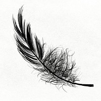 Black bird feather element psd 