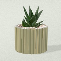 Potted plant psd image, aloe vera potted home interior decoration