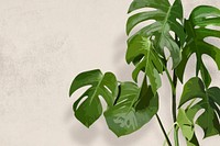 Monstera background vector, tropical leaf wallpaper