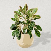 Houseplant psd image, Chinese evergreen potted home interior decoration
