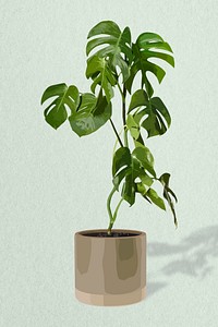 Potted plant psd image, Monstera potted home interior decoration