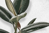 Rubber plant background wallpaper vector, green leaf houseplant