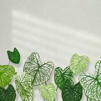 House plant background vector, tropical Alocasia polly white wall with natural light