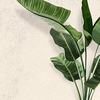 Banana tree background wallpaper psd, green leaf houseplant