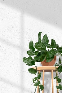 Indoor plant background aesthetic vector, hanging pothos white wall with natural light