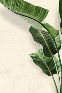 Banana tree background wallpaper vector, green leaf houseplant