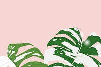 Background vector monstera variegated plant botanical illustration