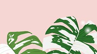 Tropical background vector monstera variegated plant illustration