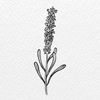 Lavender flower collage element, black botanical sticker vector