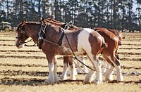 The plough (UK) or plow (US; both /ˈplaʊ/) is a tool (or machine) used in farming for initial cultivation of soil in preparation for sowing seed or planting to loosen or turn the soil.