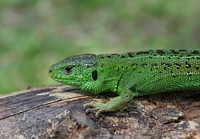 Sand Lizard male (Lacerta agilis). Original public domain image from Wikimedia Commons