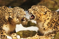 Snow leopards fight-playing. Original public domain image from Wikimedia Commons
