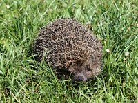 Northern white-breasted hedgehog. Ukraine. Original public domain image from Wikimedia Commons