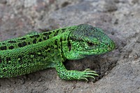 Sand Lizard male (Lacerta agilis). Original public domain image from Wikimedia Commons