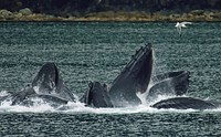 Humpback whales in North Pass between Lincoln Island and Shelter Island in the Lynn Canal north of Juneau, Alaska. This is a group of 15 whales that were bubble net fishing on 18 August 2007. Original public domain image from Wikimedia Commons