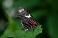 A species of Papilio rumanzovia with closed wings. Original public domain image from Wikimedia Commons