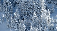 Snow covered trees on a mountain. Original public domain image from Wikimedia Commons