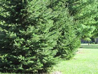 Pine trees. Original public domain image from Wikimedia Commons